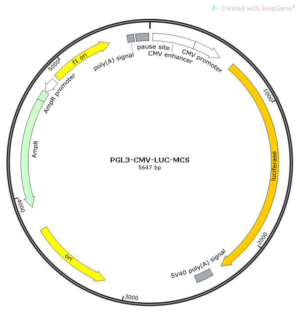 PGL3-CMV-LUC-MCS.png